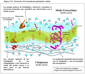 F.2.12. Membrana celular y Agua