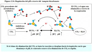 F.2.24. Regulación pH bicarbonato
