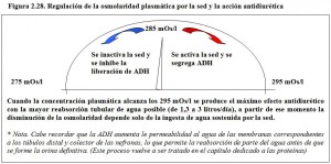F.2.28. Regulación osmolaridad plasmática Sed ADH