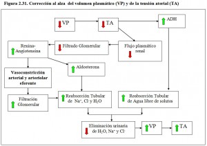 F.2.31. Corrección alta volumen plasmátco tensión arterial