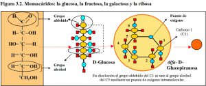 f-3-2-glucosa-fructosa-galactosa-ribosa