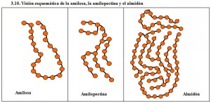 Figura 3.10. Esquemas de amilosa, amilopectina y almidón