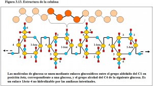 Figura 3.13. Estructura celulosa