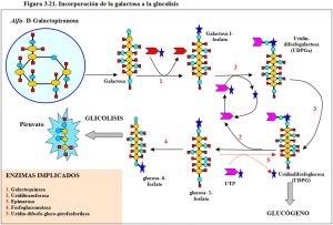 figura-3-21-incorporacion-galactosa-glicolisis