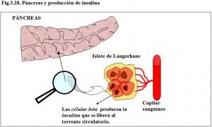 Figura 3.28. Páncreas y producción de insulina