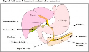 Figura 4.57. Esquema zona gástrica hepatobiliar pancreática