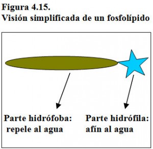 Figura 4.15. Visión simplificada fosfolípido