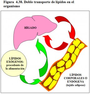 Figura 4.38. Doble transporte de lípidos en el organismo