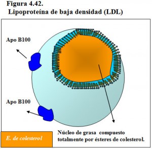 Figura 4.42. Lipoproteína de baja densidad
