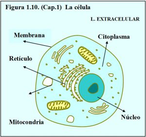 figura-1-10-cap-1-celula