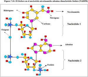 figura-7-10-nadph-estructura